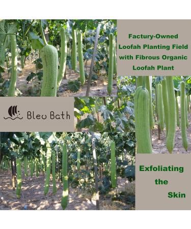 6 Pack Exfoliating Loofah Facial Cleaning Pads - Natural Organic Luffa & Soft Bamboo Terry | Hook & Elastic Hand Strap Scrubber - Buy Online on GoSupps.com