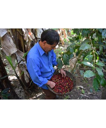  NOT THE SAME NOT THE SAME Coffee - Specialty Coffee Mexico 1 kg - Specialty coffee beans - freshly roasted for espresso and Italian coffee - Producer - La Tribu - Chiapas - Buy Online on GoSupps.com
