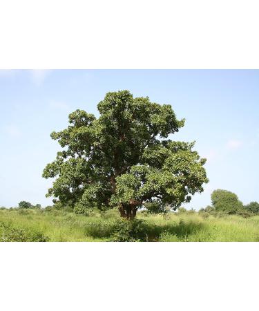 LaProve Shea butter with lavender 80 g - Buy Online on GoSupps.com