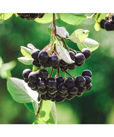 Aronia powder (250g) 100% natural ground aronia vegan lightly ground aronia berries of course without additives - Buy Online on GoSupps.com