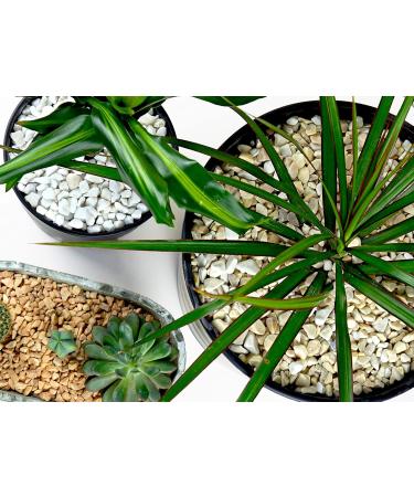 Landare Black Pebble Stones 1.8kg - Decorative Stones for Vases Aquariums & Gardens (6-10 mm) - Premium Gravel & Decoration - Buy Online on GoSupps.com