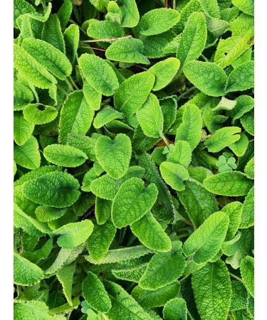 Indigo Herbs Melissa tincture 100 ml - Buy Online on GoSupps.com