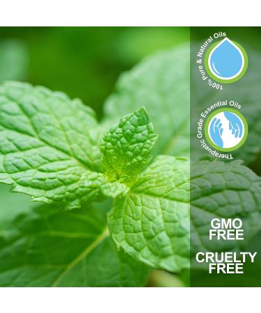 CLEARHEAD - Essential Oil Roll-On - 10 ml 100% Pure Therapeutic Grade Aromatherapy Oil for Self-Care ClearHEAD 1 Fl Oz (Pack of 1) - Buy Online on GoSupps.com