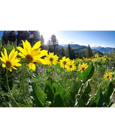 OLLOIS Arnica Montana 30c Organic Lactose-Free Homeopathic Medicine - 80 Pellets x5 - Buy Online on GoSupps.com