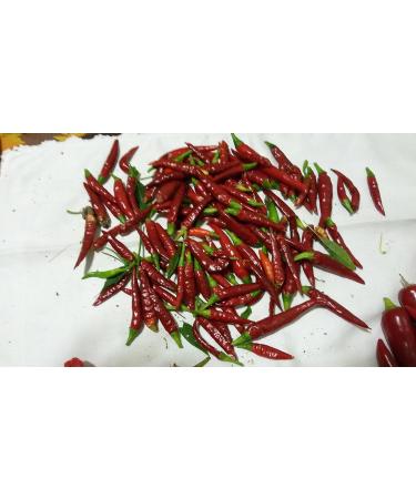 GHINO DI TACCO Pepper seeds - special offer!!!!! - 15 varieties of 150 seeds - Buy Online on GoSupps.com
