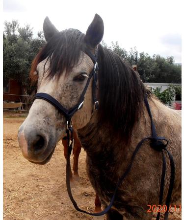 JF-Reitsport Bitless Shetty Bridle Set - Nylon with Reins | Navy | International Shipping Available - Buy Online on GoSupps.com