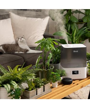 LEVOIT 6L Large Tank Top-Fill Cool Mist Humidifier for Bedroom & Baby Home - Quiet Sleep Mode, Smart App & Alexa Control - 60H Runtime - Essential Oil Diffuser - Gray - Buy Online on GoSupps.com