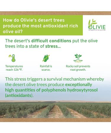 Organic High Polyphenol Rich Olive Oil OLIVIE PLUS 30X | Moroccan Desert EVOO 250ml Glass Bottle - Buy Online on GoSupps.com
