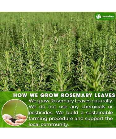 Lavendium Premium 75 Rosemary Tea Bags 100% Natural & Pure from Rosemary Leaves. Loose Leaf Rosemary Herbal Tea. Made with Natural Material Tea Bags. No Sugar No Caffeine No Gluten Vegan. - Buy Online on GoSupps.com