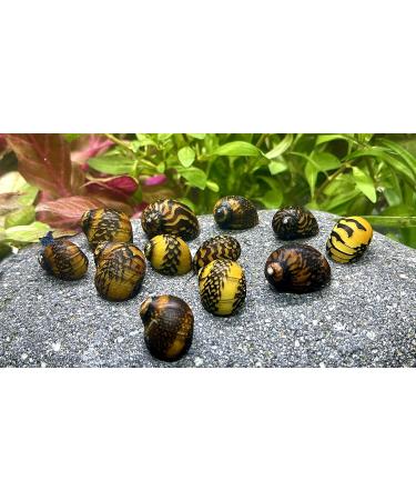 WaterPlants Racing Snail Mix - 8 Pieces of Aquarium Racing Snails 2 Varieties for Your Tank - International Shipping Available - Buy Online on GoSupps.com
