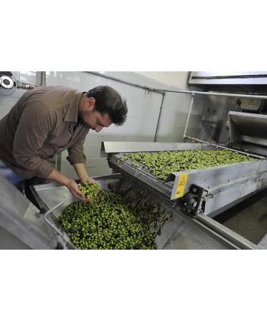  Gnavolini Raccolta Sapore Gnavolini Raccolta Sapore 100% Italian Organic Extra Virgin Olive Oil | 250ml Bottle | Organic Extra Virgin Oil for Well-being in the Kitchen - Buy Online on GoSupps.com