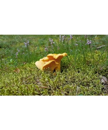 Ekotavis Forest Food Shop Dried Chanterelles 100 g - Buy Online on GoSupps.com