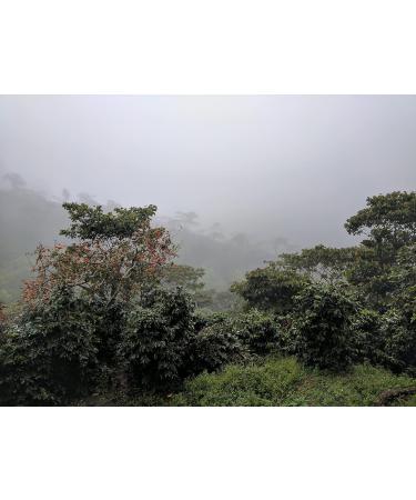 Bridgehead Coffee- Bytown Boom- 2 pack | Dark Roast Coffee | Whole Bean Coffee | 340 g - 12 oz each pack | Organic | Fairtrade | Sustainable | proudly Canadian Bytown Boom 680 g (Pack of 1) - Buy Online on GoSupps.com