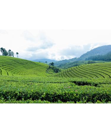 Dethlefsen Balk teemando BIO Redbush tea mixture strawberryraspberry strawberryraspberry flavored 1 kg DE KO006 - Buy Online on GoSupps.com