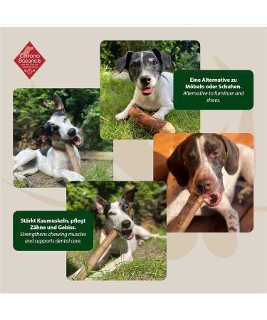Chronobalance Kielzeugen S - Olive Wood Chewing Treat for Dogs | Durable Dental Care Chew Bone Soaked in Olive Oil Safe & Robust - 1 Piece - Buy Online on GoSupps.com