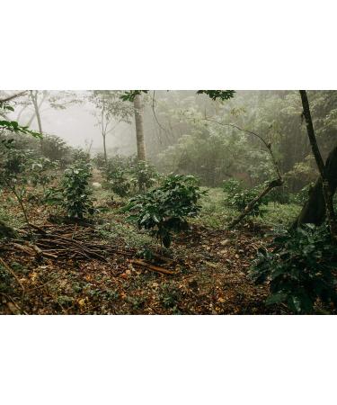 LaProve Mexican cloud coffee Procurador Arabica 1000 g - Buy Online on GoSupps.com