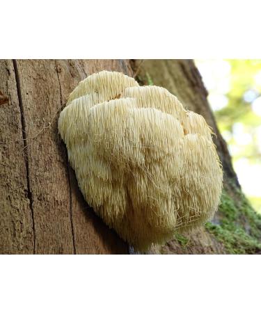 Naturejam Organic Lions Mane Mushroom Powder 1 Pound Bulk-Premium Culinary Grade for Smoothies Latte and Baking-A Great Coffee Substitute 150-200 Servings 16 Ounce (Pack of 1) - Buy Online on GoSupps.com
