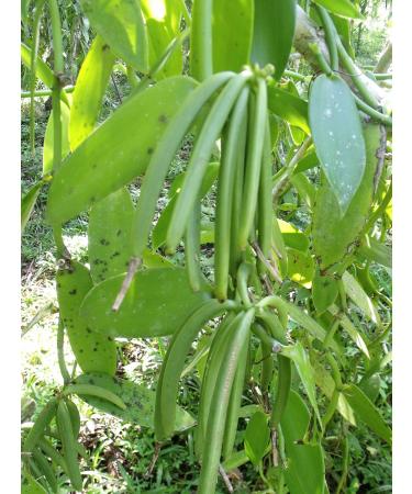 Madagascar Bourbon Vanilla Pods x 10 - Buy Online on GoSupps.com