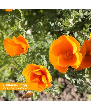 Herb Pharm California Poppy Extract 1 fl oz | Natural Relaxation & Sleep Support - Buy Online on GoSupps.com