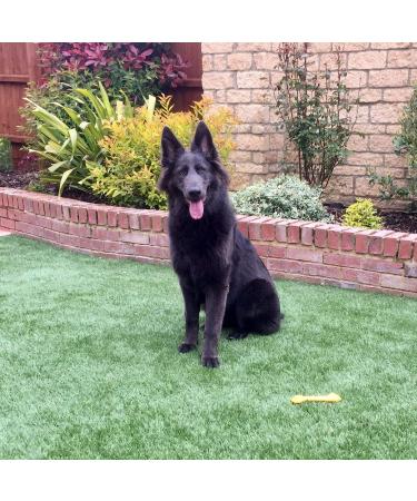 WEE FREE 1 Ltr Artificial Grass Cleaner and Pet Odour Eliminator for Dog Urine - Neutraliser and Deodoriser for Dog Wee on Astro Turf and Fake Lawns. Safe for Dogs and Animals. - Buy Online on GoSupps.com