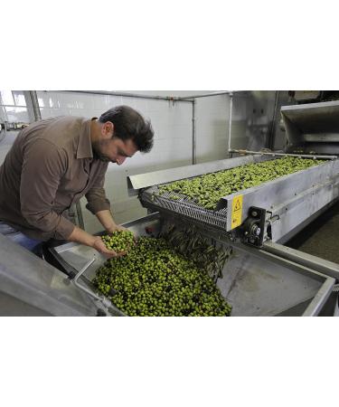  Gnavolini Raccolta Sapore Extra Virgin Olive Oil 100% Italian Cold Extracted from Gnavolini Harvest Flavor | 500ml Round Jar | Extra Virgin Oil for Culinary Excellence - Buy Online on GoSupps.com