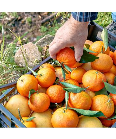 Charles Antona Jams Cosican Clementine Marmalade 8.8 Ounce - Buy Online on GoSupps.com
