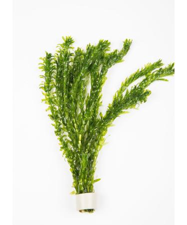 Elodea Densa Aquarium Plants Oxygenating Plant 5-500 Strands (25)