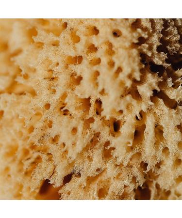 ideelz XFO Sea Sponge (Medium 5) - All Natural Sea Wool Sponge for Bathing and Exfoliating - USA Grown - Buy Online on GoSupps.com