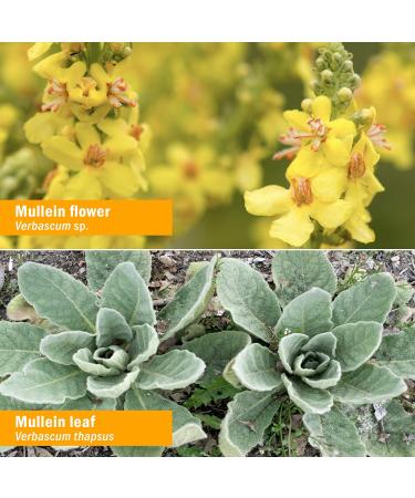 Organic Mullein Blend Liquid Extract for Respiratory Support - 4 Ounce by Herb Pharm - Buy Online on GoSupps.com