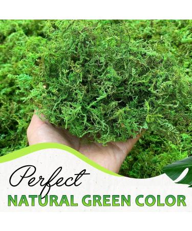 DUSPRO Green Moss: Artificial Moss for Crafts, Potted Plants, Table Decor, Weddings & DIY Projects - 140gr - Buy Online on GoSupps.com