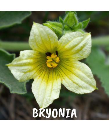Bryonia 30ch Boiron Homeopathic Medicine 30CH 1 Count (Pack of 1) - Buy Online on GoSupps.com