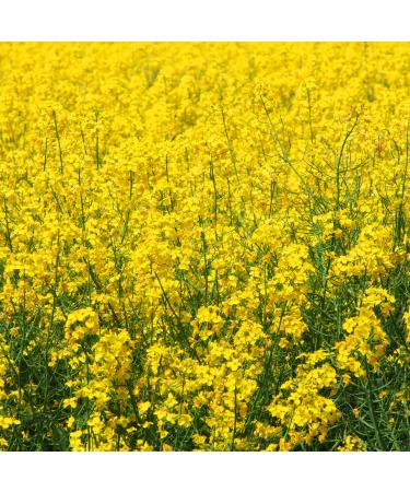 Outsidepride Sinapis Alba Yellow Mustard Culinary Herb Garden Plants Used for Spice, Flavoring - 5000 Seeds 1 5000 Seeds