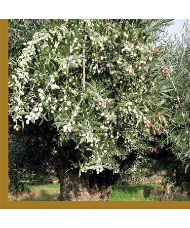 Odysea PDO Kalamata Extra Virgin Olive Oil 1L Glass Bottle - Premium Quality Greek Olive Oil - Buy Online on GoSupps.com