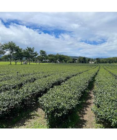 Taiwan Red Oolong Tea Honey Flavored Red Oolong Tea 150g x 4 - Buy Online on GoSupps.com