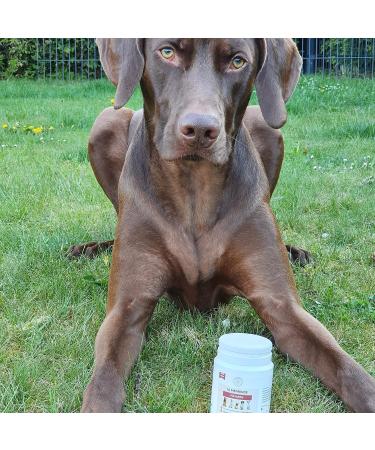 Premium Slippery Elm Bark for Dogs - Petgold 100g | Natural Dog Health Supplement - Buy Online on GoSupps.com