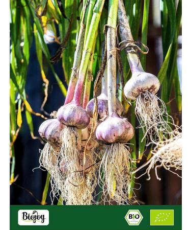 Biojoy Organic Garlic Powder 1kg - Additive-Free Finely Ground Allium Sativum for International Shipping - Buy Online on GoSupps.com