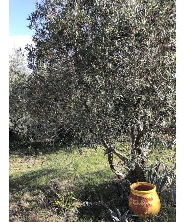 Tapenades Olives noires Fran aise Nyons -180 g x 12 - LE BRIN D'OLIVIER - Buy Online on GoSupps.com