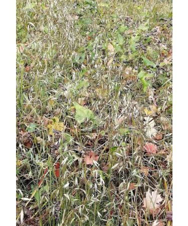 Hundredfold Organic Oat Avena Sativa Seeds 1 oz ( 600 PC) - Non-GMO Oatgrass Catgrass Cat Grass for Cats Kittens & Pets - Buy Online on GoSupps.com
