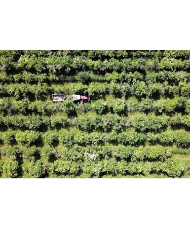 BELVOIR Organic Elderflower/Rose Syrup No Sweeteners / Preservatives or Dyes 6 Glass Bottles 500 ml - Buy Online on GoSupps.com