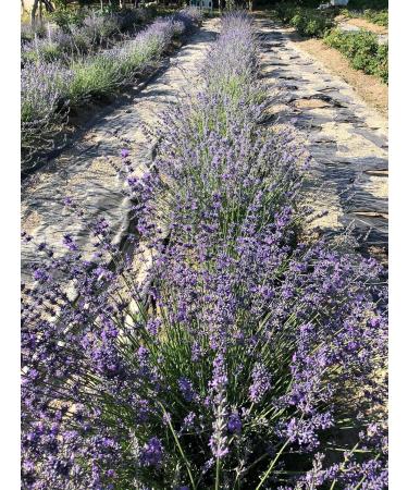 Natural Organic Non Deoiled Rose Water With Lavender 100mL - Buy Online on GoSupps.com
