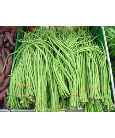 5 g (circa 30) semi di fagioli verdi lunghi SPAGHETTI Snake Bean Fagiolo lungo cinese Fagiolo spaghetti Cowpea