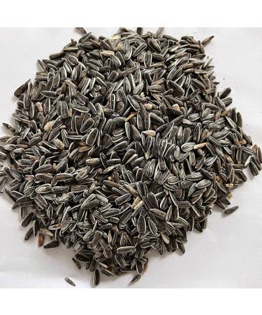Buy 25kg Boill Striped Sunflower Seeds | 100% Premium Bird Feed | Fresh Harvest 2023 - International Shipping - Buy Online on GoSupps.com