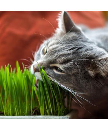 Pretty Kitty Premium Cat Grass Seed Mixture - 10 Bags x 25g | Natural Cat Treats & Plant Seeds for 100 Pots - Buy Online on GoSupps.com