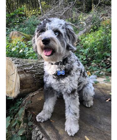 DogTap Solid Digital Dog Tag - NFC Chip QR Code Waterproof & Durable | Perfect Pet Contact Info | International Shipping Available - Buy Online on GoSupps.com