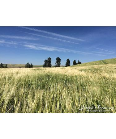 Joseph's Grainery Unhulled Barley 18 Lbs - Whole Grain, Non-GMO, Kosher Certified - Buy Online on GoSupps.com
