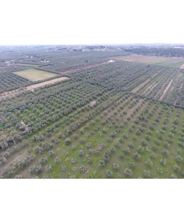  Frantoio Oleario Cirulli 750ml Bottle - Organic Extra Virgin Italian Olive Oil - Organic Cold Extracted - Buy Online on GoSupps.com