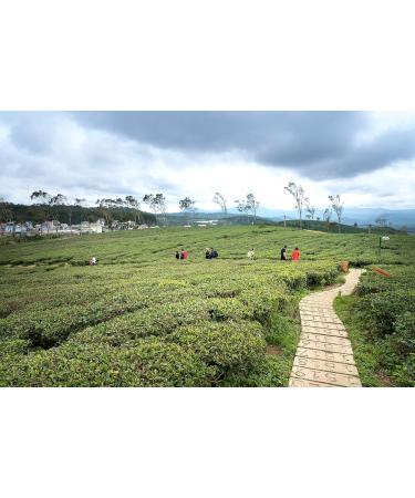 Dethlefsen Balk teemmando Green tea mixture Mango Lasi Mango Yogurt Nate aromatized 1 kg - Buy Online on GoSupps.com