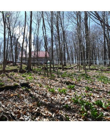 Maple Valley Master Cleanse 10 Day Detox Kit - Organic Maple Syrup, 64 oz Glass Bottle, Master Cleanse Coach Book by Peter Glickman - Buy Online on GoSupps.com