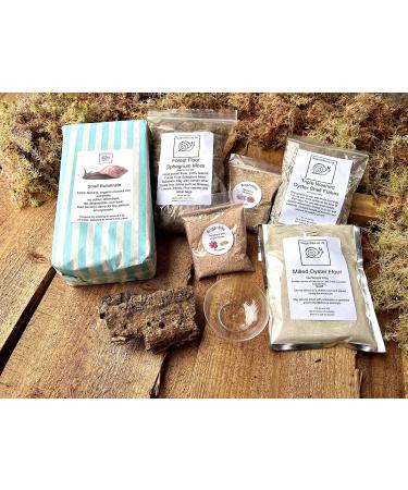 Bugznbits Giant African land Snail Premium BUMPER Supply Pack
