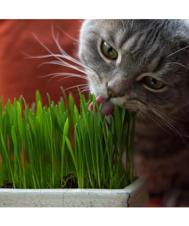 Pretty Kitty Cat Grass Seeds - 25g for 10 Pots | Natural Cat Treats | Premium Grass Seeds for Your Feline - Buy Online on GoSupps.com